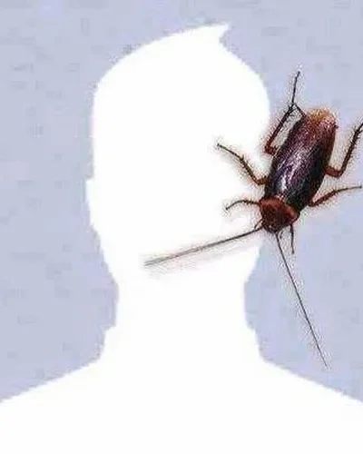 Trọn bộ 45 Ảnh Avatar Con Gián Cute khiến cộng đồng mạng nhìn lại định kiến xấu xí