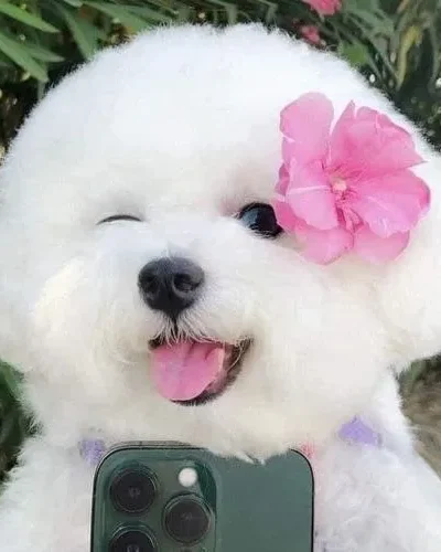 70 Ảnh Avatar Cún Con Cute nhìn là muốn lưu về làm ảnh đại diện liền tay