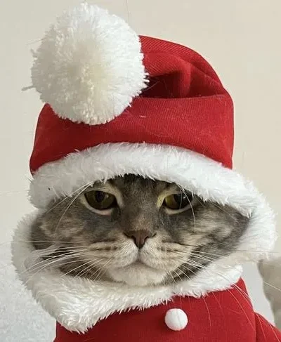 45 Ảnh Avatar Mèo Giáng Sinh cute phong cách nhẹ nhàng nhìn là thấy không khí Noel