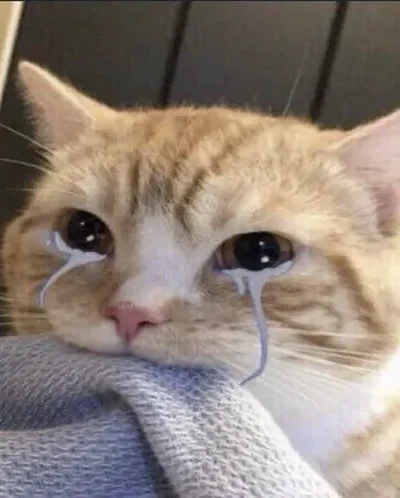 46 Ảnh Avatar Mèo Khóc thút thít khóc thầm lặng lẽ tâm trạng sâu lắng