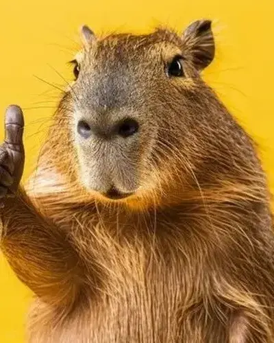 65 Ảnh Avatar Capybara Vô Tri hài hước lựa chọn hoàn hảo cho những tâm hồn lạc trôi