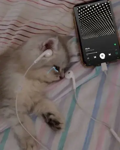 70 Ảnh Avatar Mèo Buồn phù hợp những ngày tâm trạng cô đơn trầm lắng