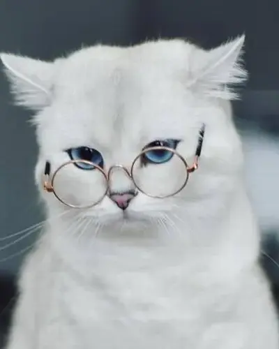 Bộ 125 Avatar Mèo Vô Tri cute nơi sự hài hước gặp gỡ vẻ đẹp lệch chuẩn nghệ thuật