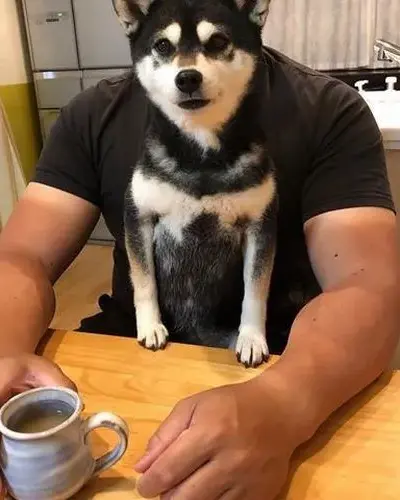 BST 80+ Avatar Chó Vô Tri vibe tối giản đầy nghệ thuật gây sự chú ý hiệu quả