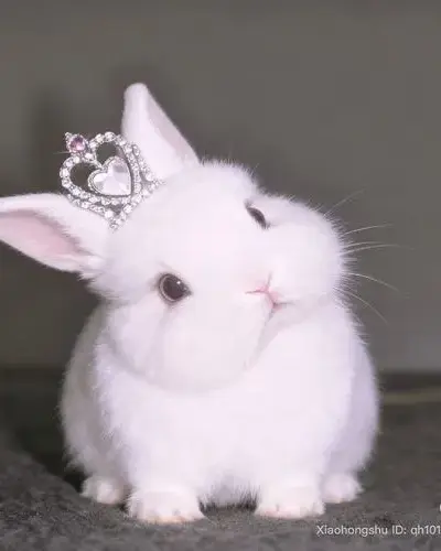 100+ Ảnh Avatar Con Thỏ Cute phù hợp với người yêu sự nhẹ nhàng đáng yêu