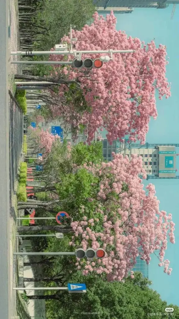 Lối đi ven nhà ngập hoa hồng phấn và cây lá xanh, nắng nhẹ phủ lên bậc thềm làm khung hình vườn xuân trông dịu mắt như một ảnh nền thiên nhiên đẹp