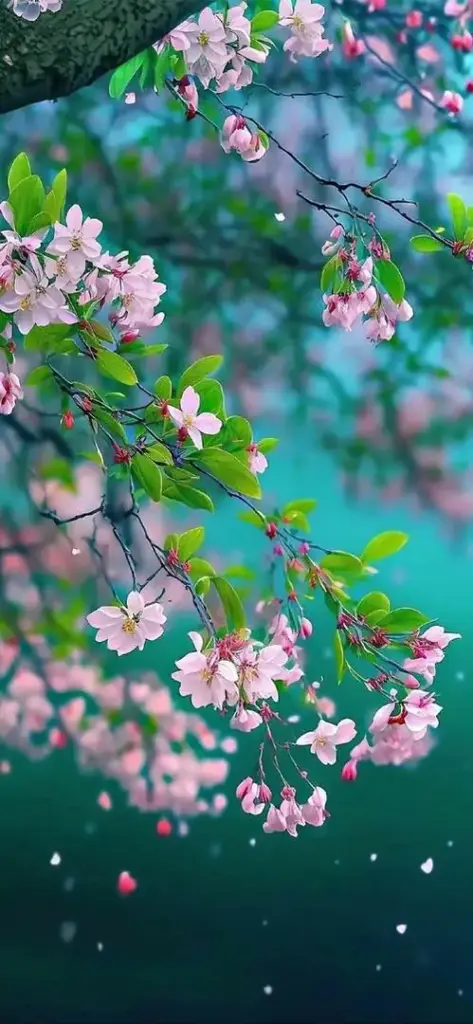 Những chùm hoa hồng tím rủ xuống trên nền nước xanh ngọc, cánh hoa bay lơ lửng tạo cảm giác như một hình ảnh thiên nhiên có chuyển động nhẹ và mịn